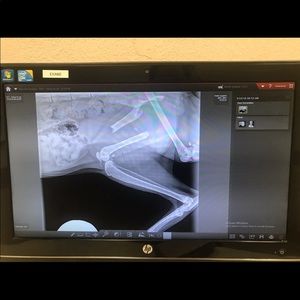 GofundMe for My 2yr old kittys leg amputation